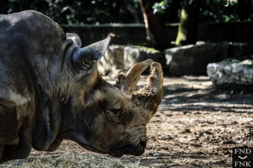Photographe toulouse zoo plaisance du touch tourisme