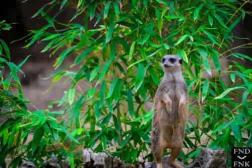 Photographe toulouse zoo plaisance du touch tourisme